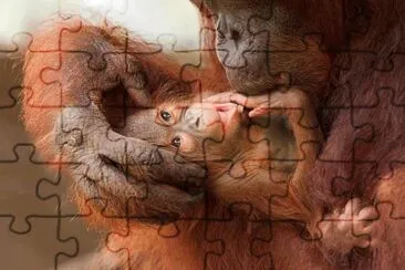 Orang mom and baby jigsaw puzzle