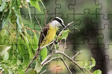 Pitango solforato jigsaw puzzle