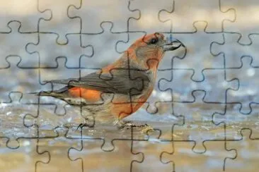 Crociere il pattinatore