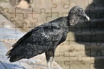 Urubu jigsaw puzzle