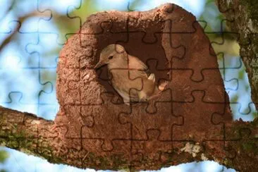 Fornaio rossiccio jigsaw puzzle