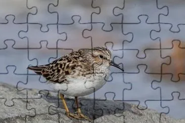 Gambecchio jigsaw puzzle
