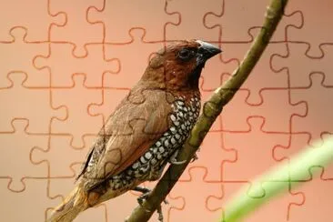Bondol di pechino jigsaw puzzle