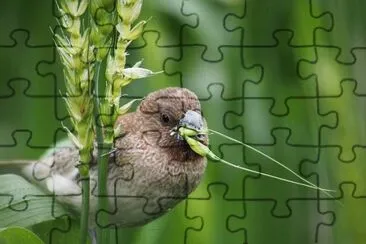 Munia jigsaw puzzle