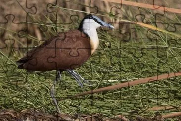 Jacana africana jigsaw puzzle