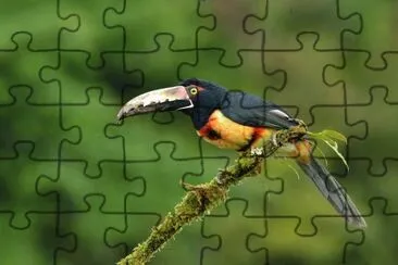 Aracari dal collare jigsaw puzzle