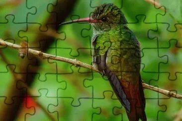 Amazilia jigsaw puzzle