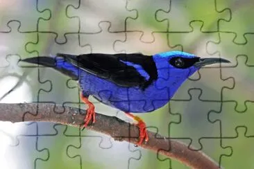 Cianerpe zamperosse jigsaw puzzle