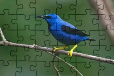 Cianerpe splendente jigsaw puzzle