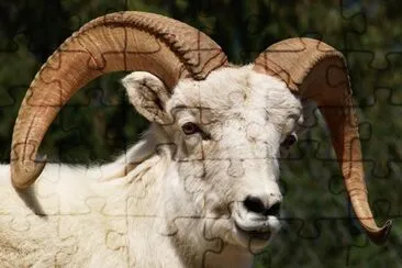 Bigorn bianco