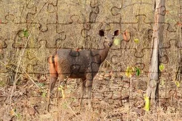 Sambar jigsaw puzzle