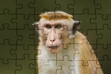 Macaco dal berretto jigsaw puzzle