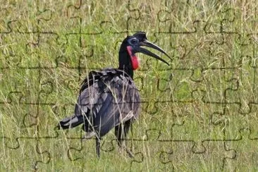 Bucone d 'abissinia jigsaw puzzle