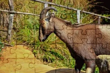 Tahr del nilgiri jigsaw puzzle