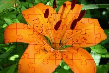 natureza jigsaw puzzle