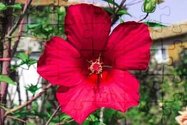 natureza jigsaw puzzle