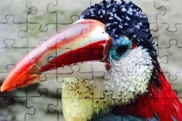 natureza jigsaw puzzle