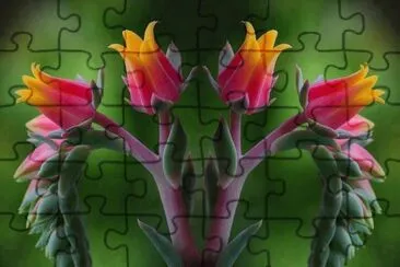 natureza jigsaw puzzle