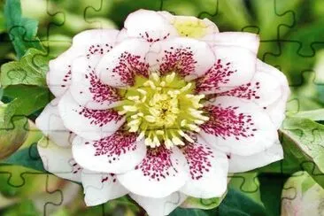 flor jigsaw puzzle