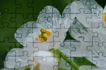 פאזל של natureza