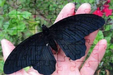 natureza