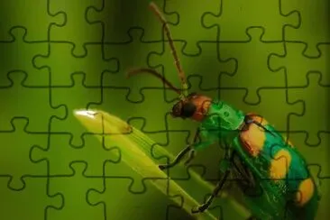 nayureza jigsaw puzzle