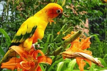 natureza jigsaw puzzle