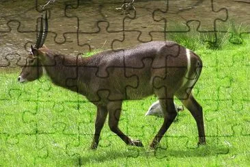 Antilope sing sing