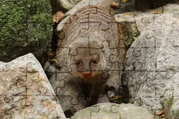 Mangusta striata
