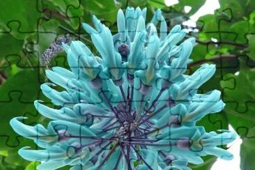 flores