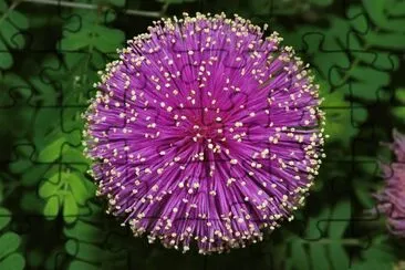 flores jigsaw puzzle