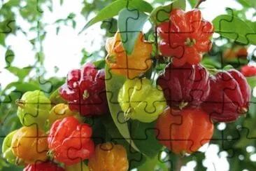 frutas jigsaw puzzle