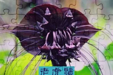 è€è™Žé¬š