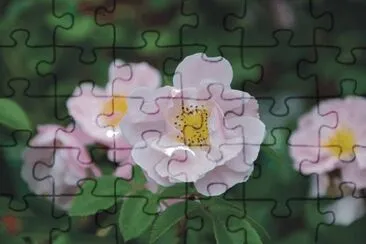 flowers jigsaw puzzle