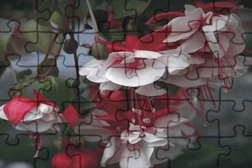 flowers jigsaw puzzle