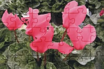 flowers jigsaw puzzle