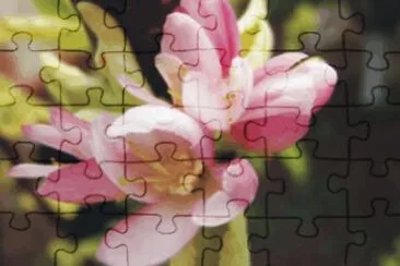 flowers jigsaw puzzle