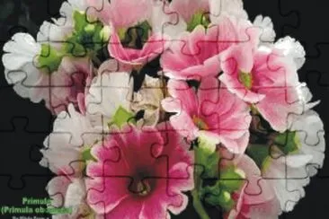 flowers jigsaw puzzle