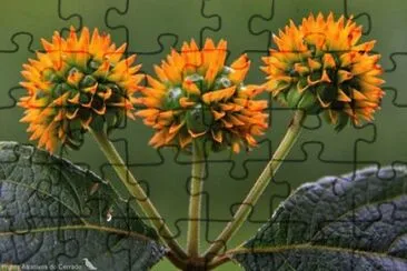 flores