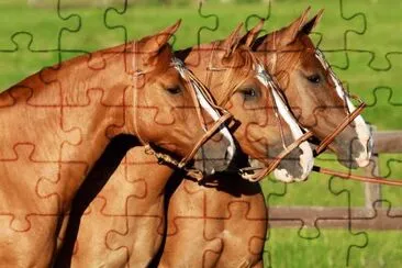 caballos2