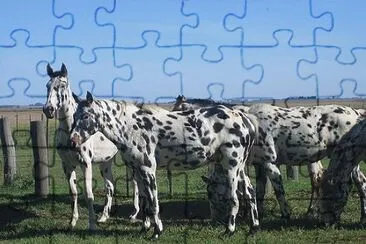 caballo7