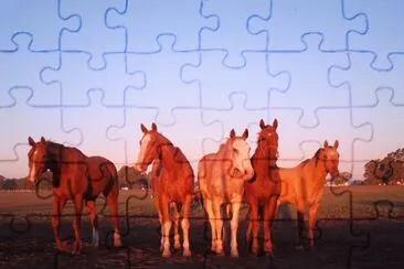 caballo8