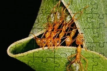 natural jigsaw puzzle
