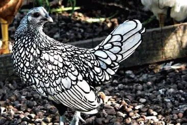 natural jigsaw puzzle