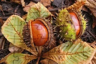 natural jigsaw puzzle