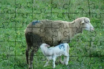 Moutons
