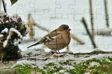 Pison jigsaw puzzle