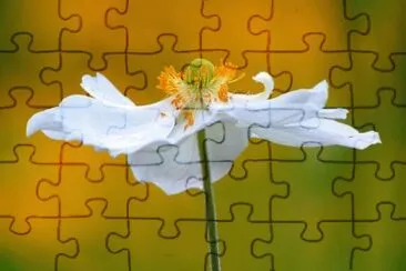 flores jigsaw puzzle