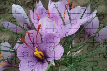 flores