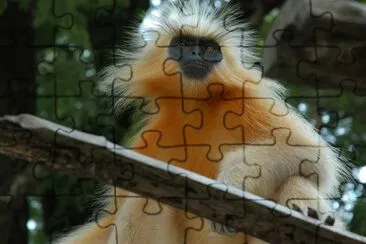 Presbite dorato di gee jigsaw puzzle